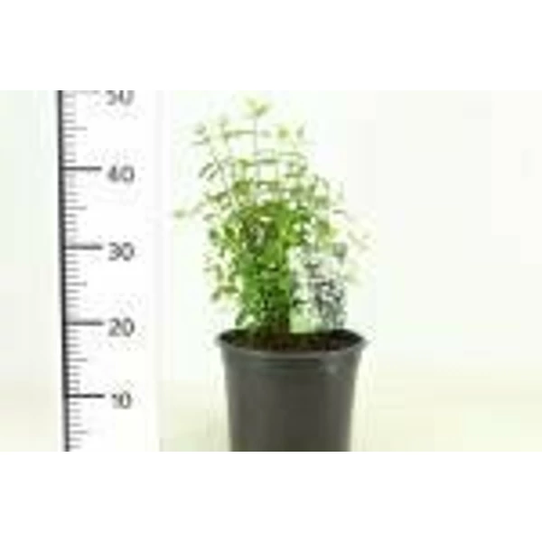Jezsámen    PHILADELPHUS LEMOINEI K5