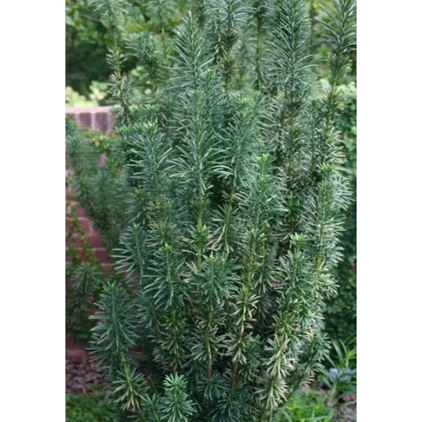 Mandzsu áltiszafa CEPHALOTAXUS HARRINGTONIA FASTIGIATA 20/40*