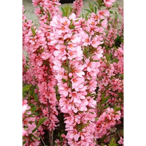 Törpe mandula   PRUNUS TENELLA KATI 50/100 K10