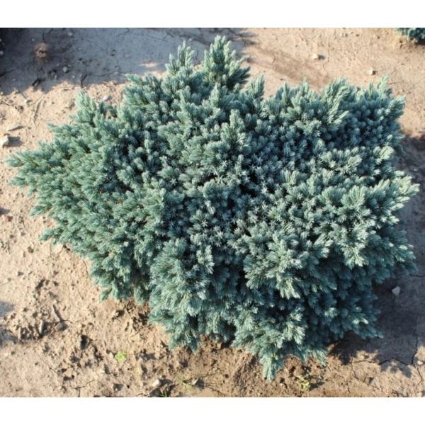 Himalájai törpe boróka JUNIPERUS SQUAMATA BLUE STAR 20/30*