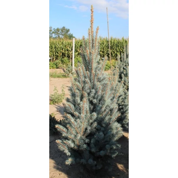 Oszlopos ezüstfenyő PICEA PUNGENS ISELI FASTIGIATA 80/100*