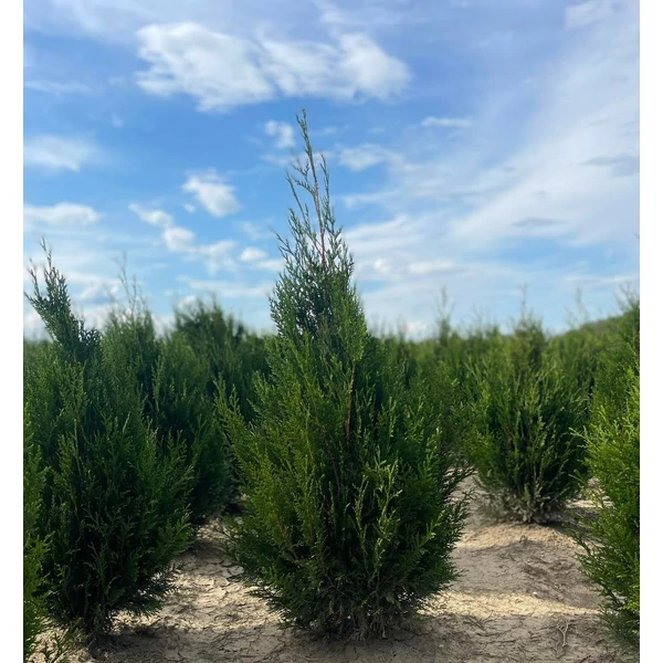 Óriás tuja THUJA PLICATA ATROVIRENS 125/150*