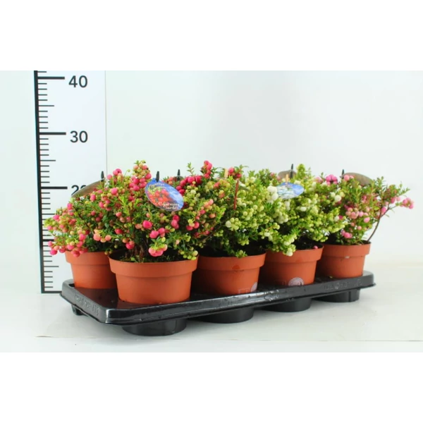 Fajdbogyó    GAULTHERIA MUCRONATA 20/25 CS14