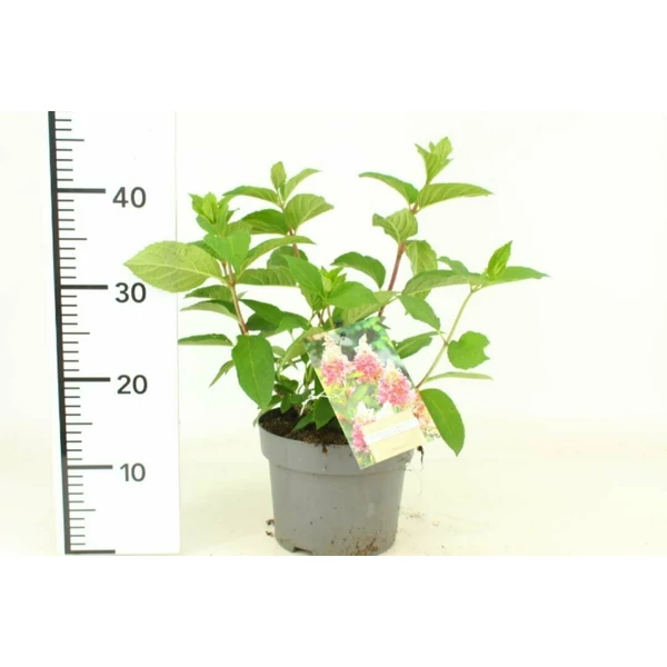 Bugás hortenzia   HYDRANGEA PANICULATA PINKY WINKY K3