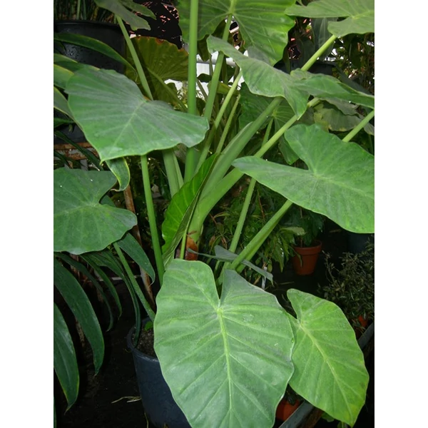 Alokázia, ördöglevél ALOCASIA 