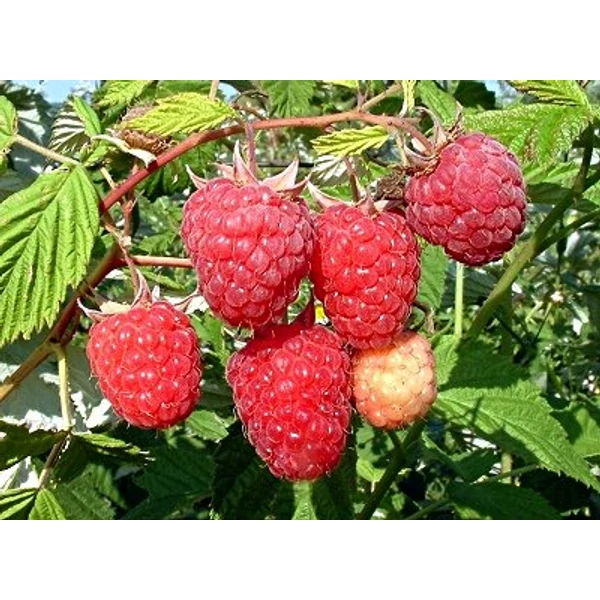 Fertődi zamatos málna RUBUS IDAEUS FERTŐDI ZAMATOS SZGY