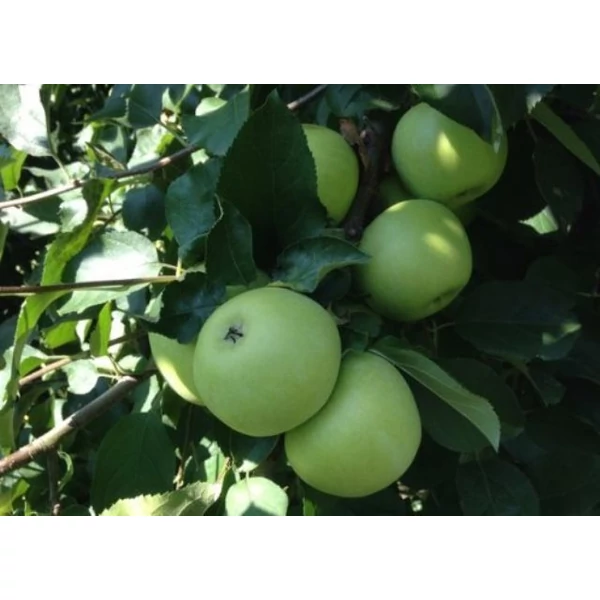 Charden alma Malus domestica