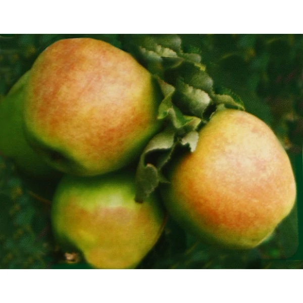 Húsvéti rozmaring alma MALUS DOMESTICA HÚSVÉTI ROZMARING SZGY