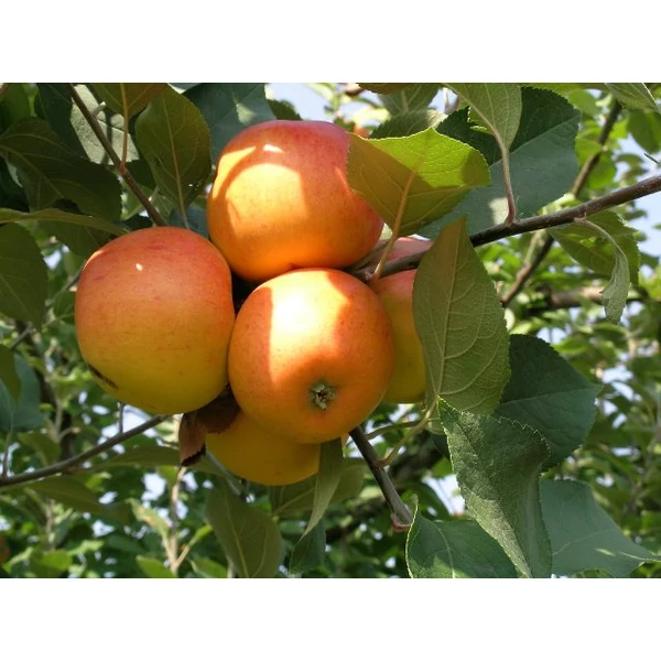 Téli arany parmen alma MALUS DOMESTICA TÉLI ARANY PARMEN SZGY