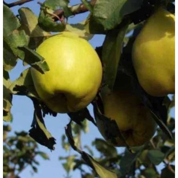 Bereczki birs Cydonia oblonga
