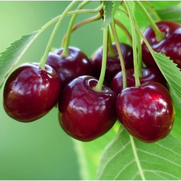 Biggareau burlat cseresznye PRUNUS AVIUM BIGARREAU BURLAT SZGY