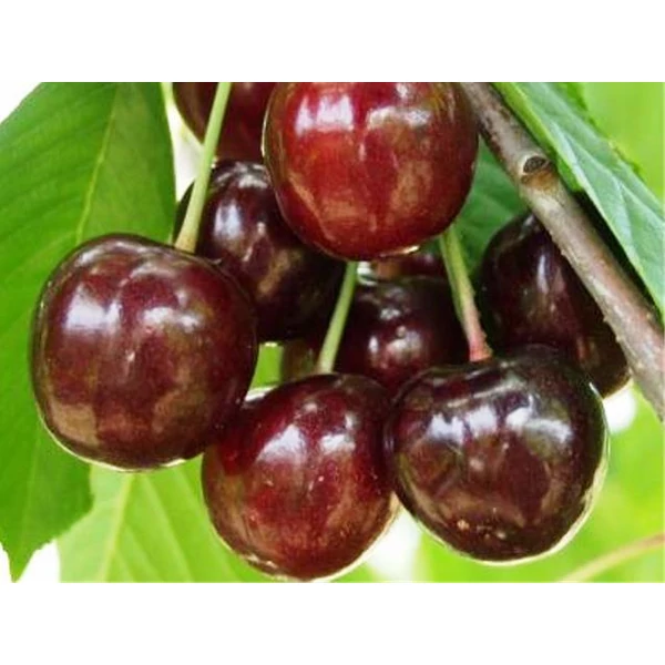 Katalin cseresznye PRUNUS AVIUM KATALIN SZGY