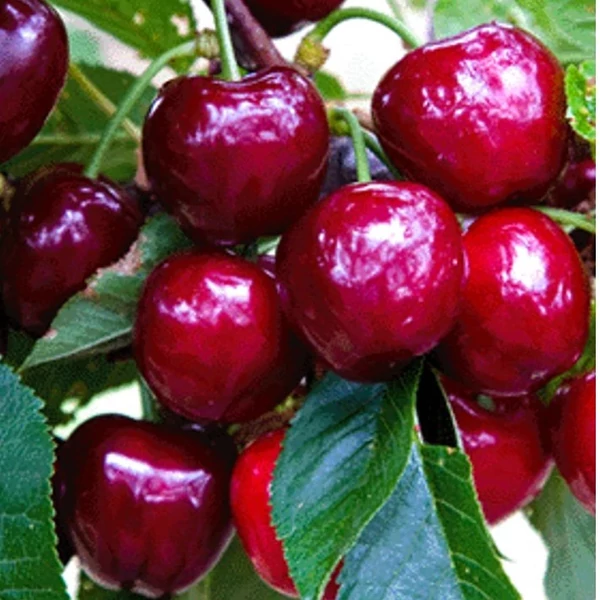 Linda cseresznye PRUNUS AVIUM LINDA SZGY