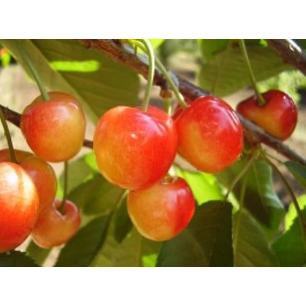 Vega cseresznye PRUNUS AVIUM VEGA SZGY