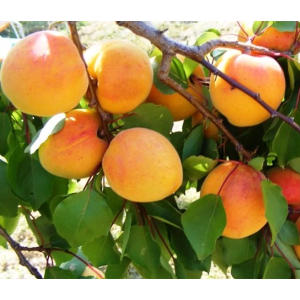 Pannónia kajszi PRUNUS ARMENIACA PANNÓNIA SZGY