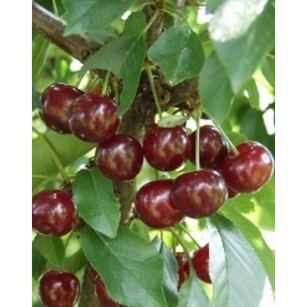 Maliga emléke meggy PRUNUS CERASUS MALIGA EMLÉKE SZGY