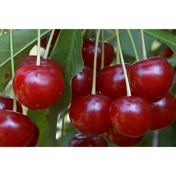 Debreceni bőtermő meggy PRUNUS CERASUS DEBRECENI BŐTERMŐ SZGY