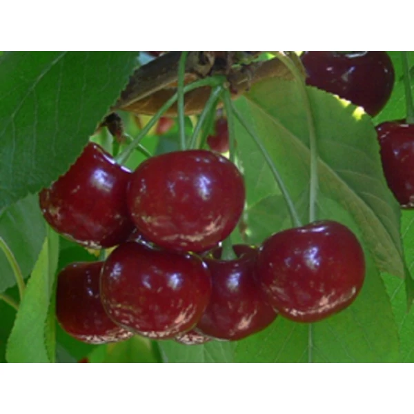 Érdi bőtermő meggy PRUNUS CERASUS ÉRDI BŐTERMŐ SZGY
