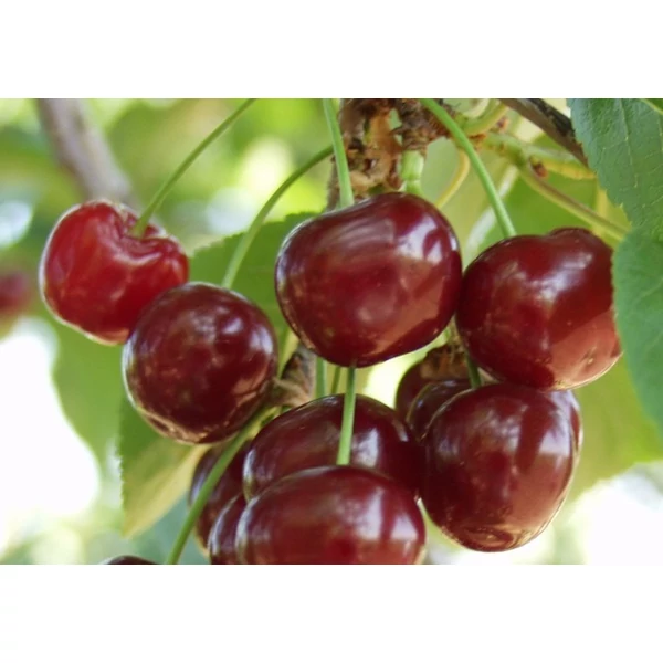 Meteor korai meggy PRUNUS CERASUS METEOR KORAI SZGY