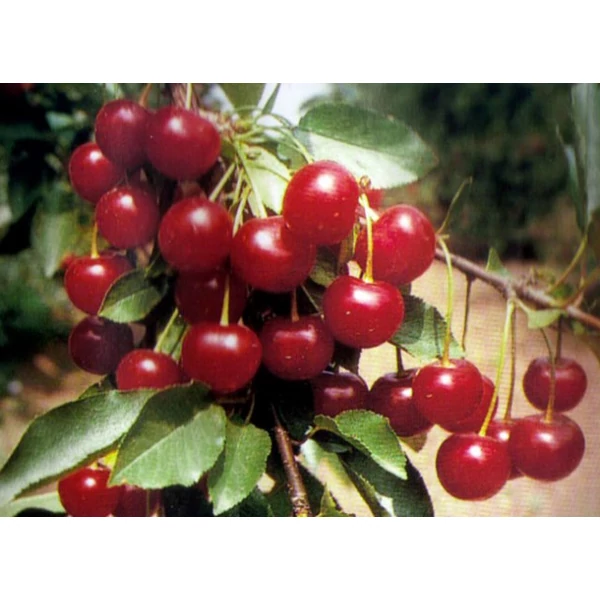 Pándy meggy Prunus cerasus