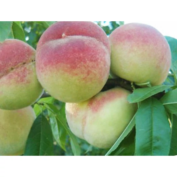 Champion őszibarack Prunus persica