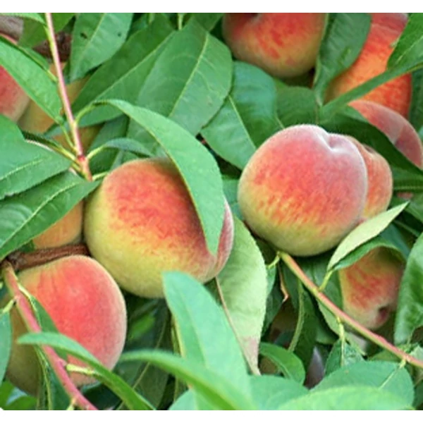 Mariska őszibarack PRUNUS PERSICA MARISKA SZGY