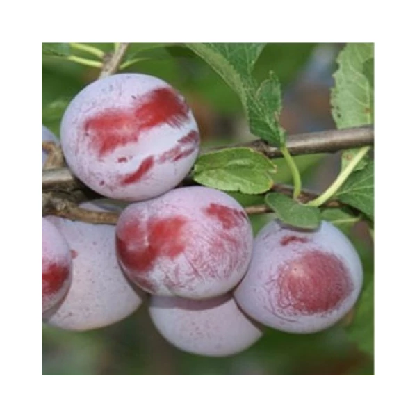 Althann ringló PRUNUS DOMESTICA ALTHANN SZGY
