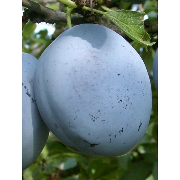 Cacanska lepotica szilva PRUNUS DOMESTICA CACANSKA LEPOTICA SZGY
