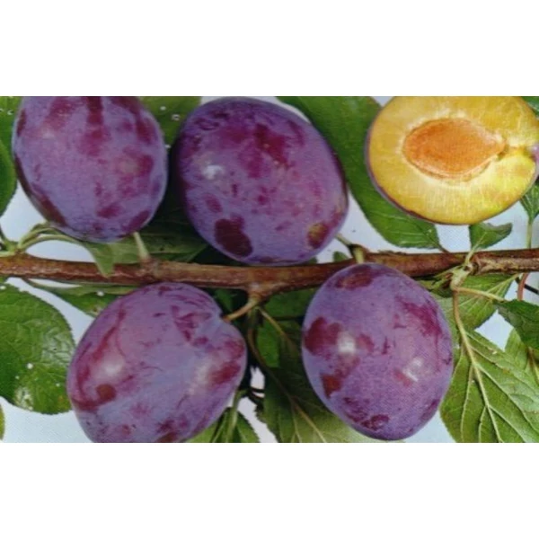 Debreceni muskotály szilva PRUNUS DOMESTICA DEBRECENI MUSKOTÁLY SZGY