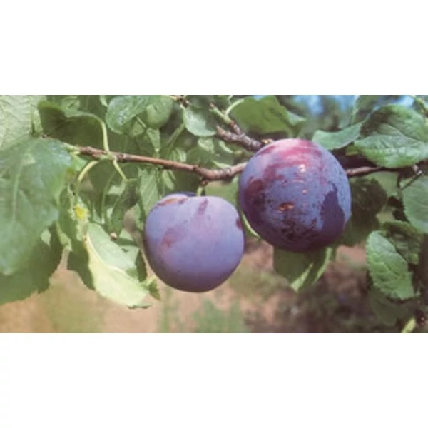 Sermina ringló PRUNUS DOMESTICA SERMINA SZGY
