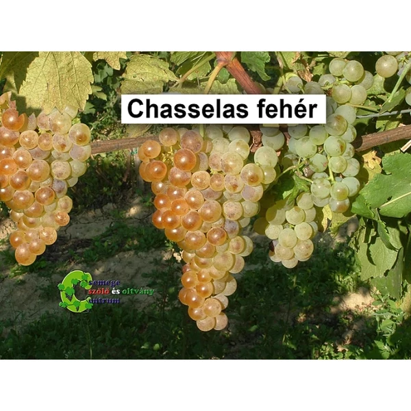 Fehér saszla csemegeszőlő