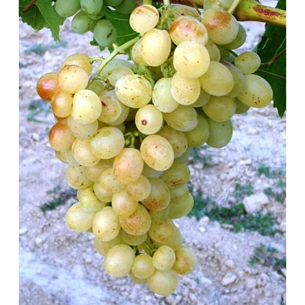 Pannónia Kincse csemegeszőlő