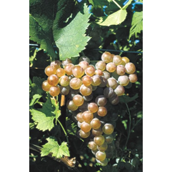 Cserszegi Fűszeres borszőlő VITIS VINIFERA CSERSZEGI FŰSZERES (BOR, FEHÉR) SZGY