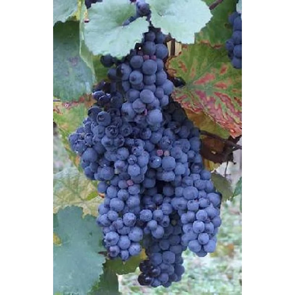 Kékfrankos borszőlő VITIS VINIFERA KÉKFRANKOS (BOR, VÖRÖS) SZGY