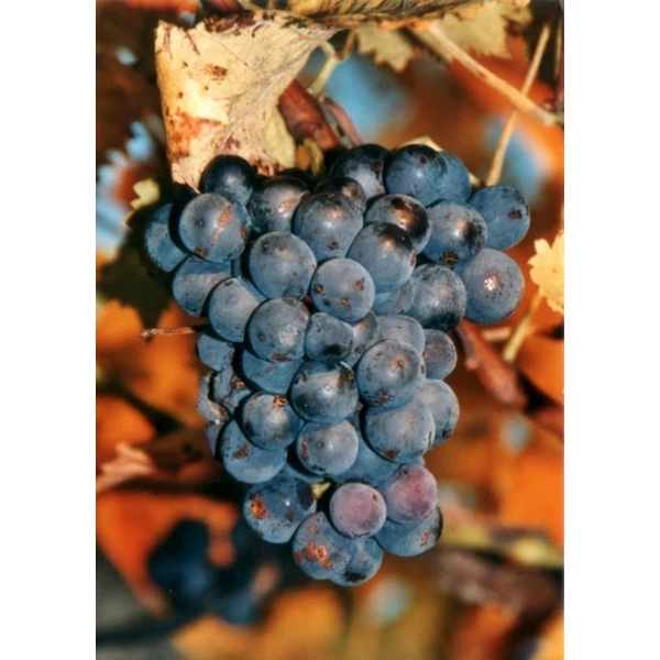 Zweigelt borszőlő (vörös)