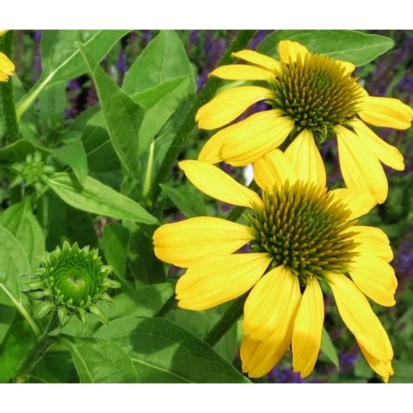 Bíbor kasvirág ECHINACEA PURPUREA LAKOTA YELLOW CS15
