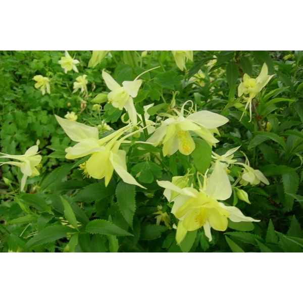 Kerti harangláb AQUILEGIA CS9   