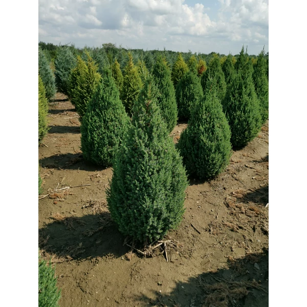 Kínai boróka JUNIPERUS CHINENSIS STRICTA 60/80*