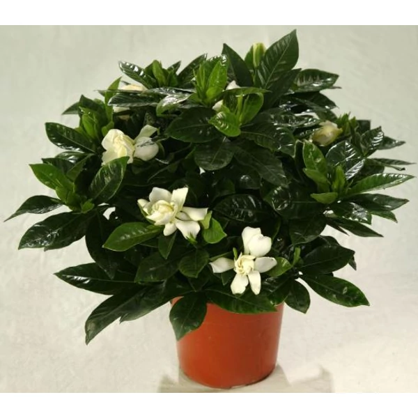 Gardénia