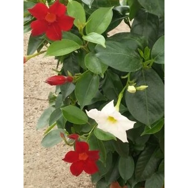 Tölcsérjázmin   SUNDAVILLE PIRAMIS BICOLOR 75CM K4