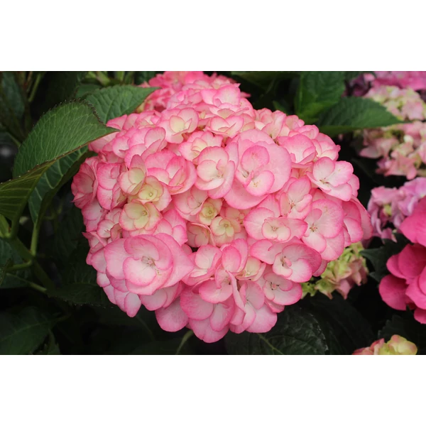 Kerti hortenzia   HYDRANGEA MACROPHYLLA CS19