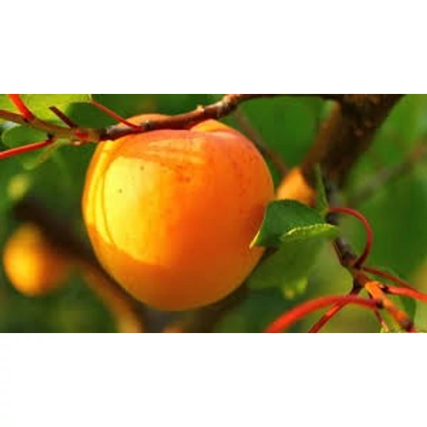 Ceglédi arany kajszi PRUNUS ARMENIACA CEGLÉDI ARANY K10