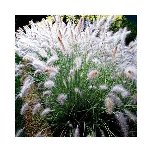 Évelő tollborzfű PENNISETUM ALOPECUROIDES LITTLE HONEY CS15  