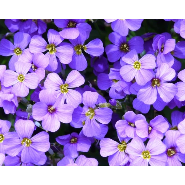 Pázsitviola HYBRID CS13   