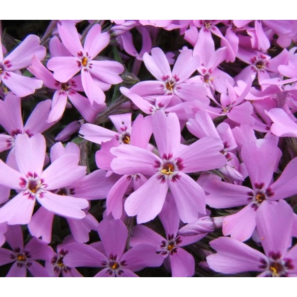 Árlevelű lángvirág PHLOX SUBULATA   
