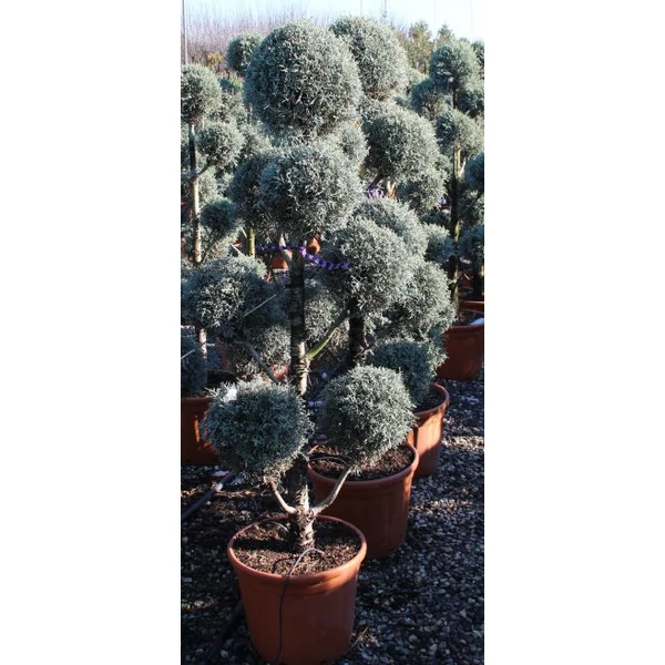 Kék arizoniai ciprus  CUPRESSUS ARIZONICA GLAUCA POM-PON 200/225 K35