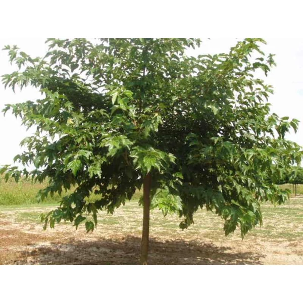 Platánlevelű eperfa MORUS ALBA PLATANIFOLIA 25/30 K280