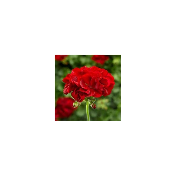 Calliopé muskátli PELARGONIUM CALLIOPE CSÜNGŐ KASPÓBAN CS27