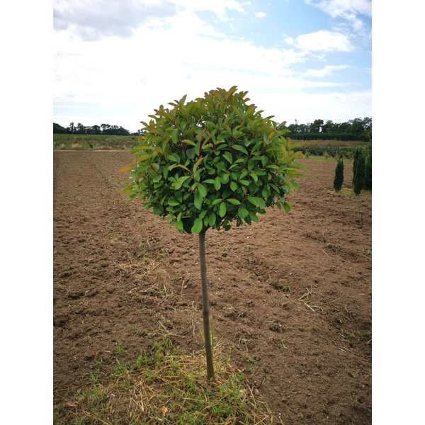 Örökzöld korallberkenye PHOTINIA FRASERI RED ROBIN T110 70/80*