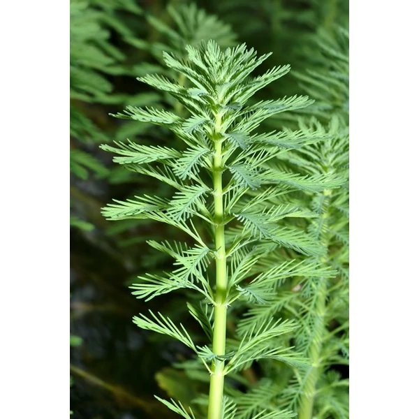 Nefelejcs SYLVATICA    